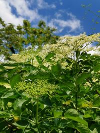 Close-up of flowering plant against cloudy sky