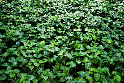 Full frame shot of plants growing on field