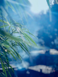 Close-up of fresh green plant against sky