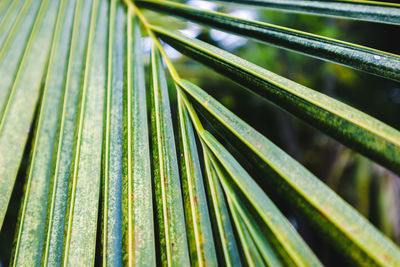 Close-up of palm leaves