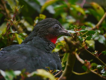 Close-up of bird perching on tree