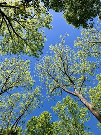 Low angle view of flowering tree against blue sky