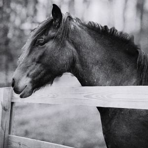 Close-up of horse