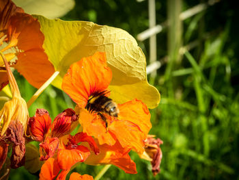 Close-up of bee on orange flower