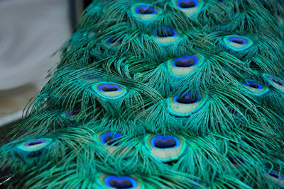 Close-up of peacock