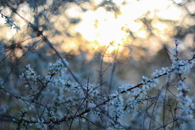 Low angle view of cherry blossoms against sky