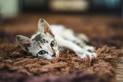 Portrait of kitten relaxing on carpet