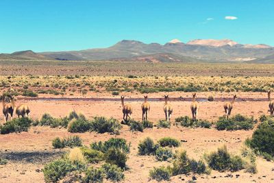 Alpacas on landscape against blue sky