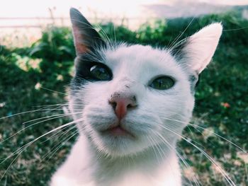 Close-up portrait of a cat