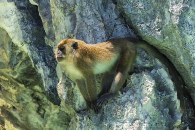 Monkeys on a rock