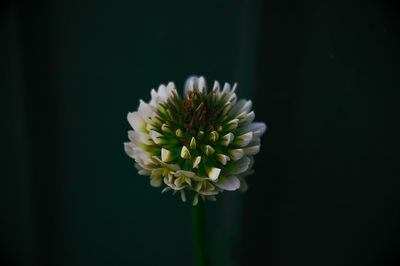 Close-up of white flowering plant against black background