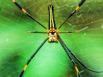 Close-up of insect on leaf