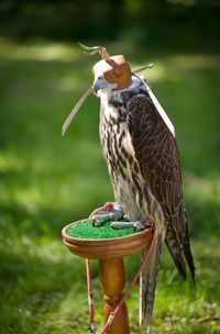 Close-up of owl perching on grass