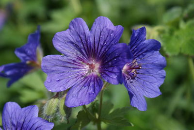 Close-up of purple flowers blooming