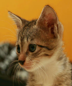 Close-up portrait of cat