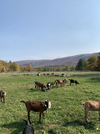 Flock of sheep on grassy field