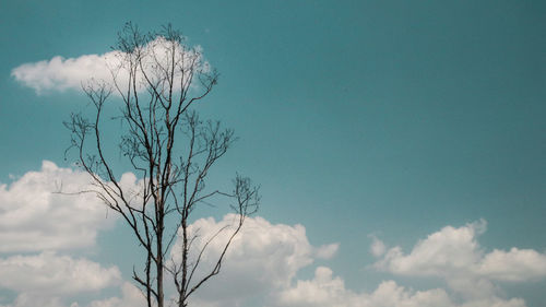 Low angle view of tree against sky