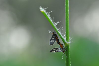 Close-up of insect on plant