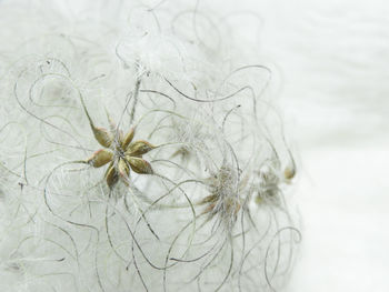 Close-up of wilted flower