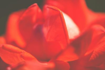 Close-up of red flowers