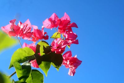 Low angle view of flowering plant against blue sky