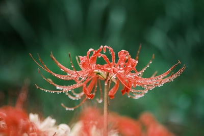 Close-up of red flower on plant