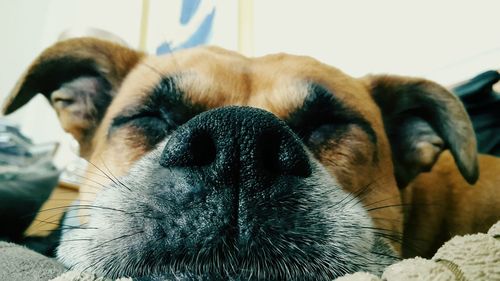 Close-up of dog sleeping at home