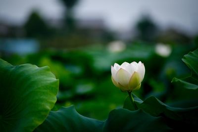 Close-up of flower blooming outdoors