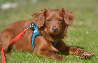 Dog relaxing on field