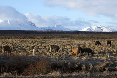 Herd of icelandic horses on a meadow in evening light in front of snowy mountains