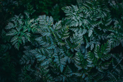 Close-up of pine tree