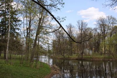 Reflection of trees in lake