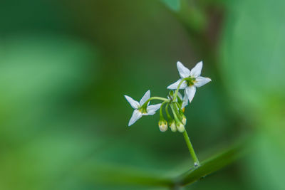 Close-up of white flowering plant