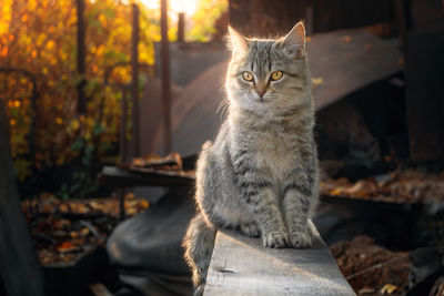 Portrait of a cat