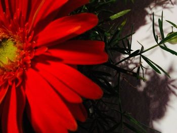 Close-up of red flower blooming outdoors