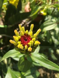 Close-up of yellow flower