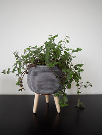 Close-up of potted plant on table against white background