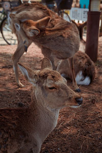 Deers in japan