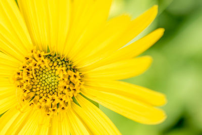 Close-up of yellow sunflower