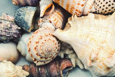 Close-up of seashells