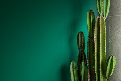 Close-up of succulent plant against wall