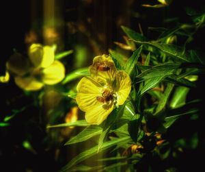 yellow