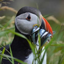 Close-up of bird