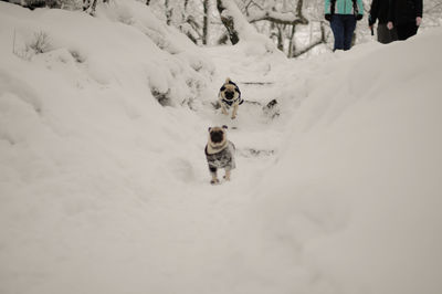 Pugs on snow field