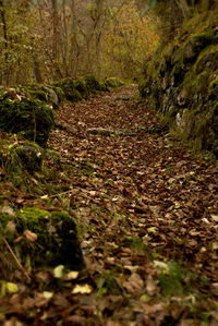 Surface level of footpath amidst trees in forest