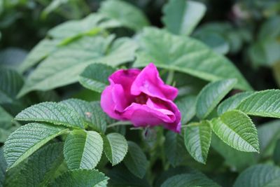 Close-up of pink flowering plant leaves