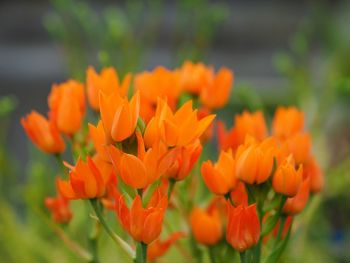 Close-up of orange flowers blooming outdoors