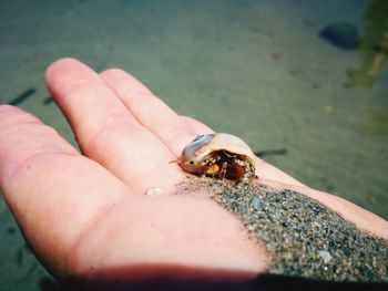 Close-up of hand holding crab