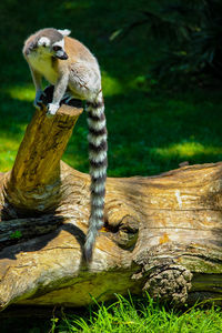 Squirrel sitting on wooden log in zoo