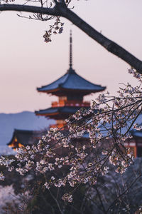 Flowers on tree by building against sky